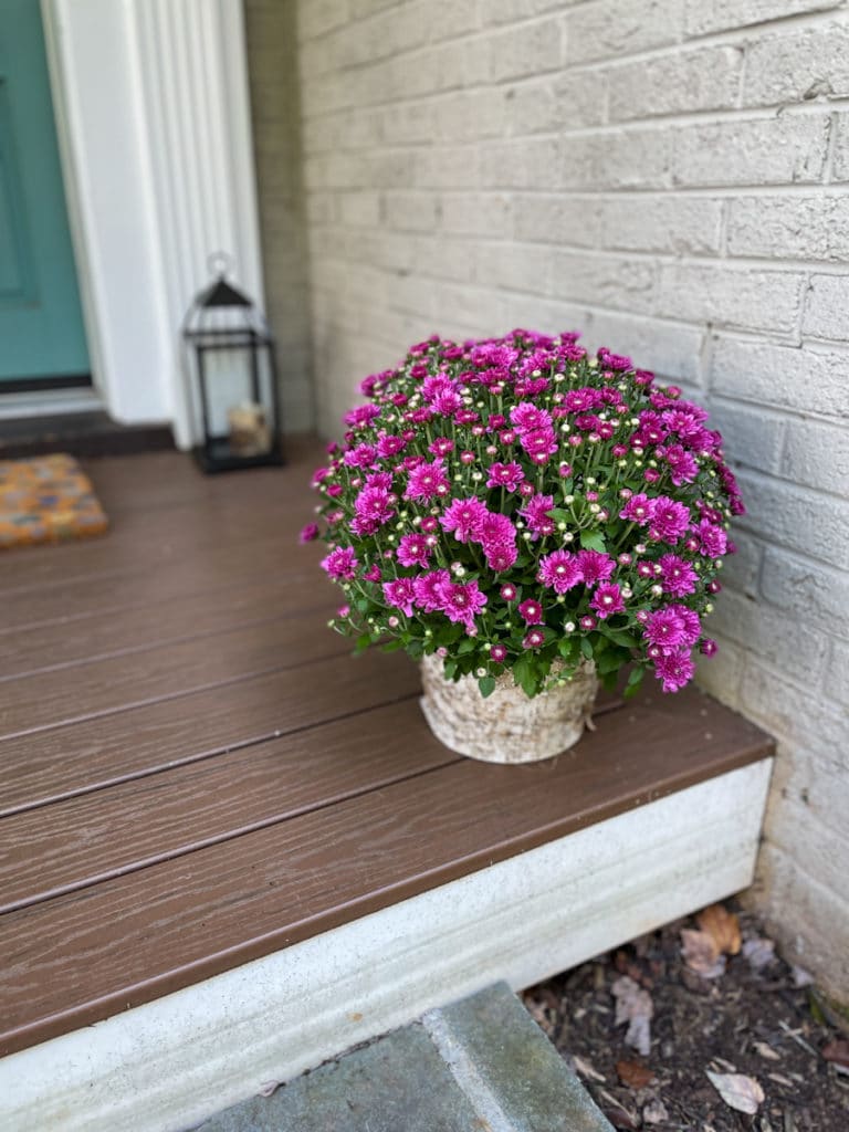 Whats New in KERF Land | New mums on the porch