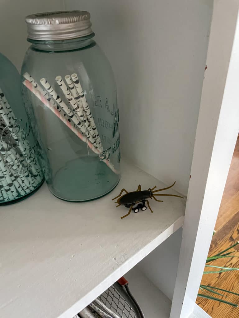 pet roach for Halloween pet roach for Halloween