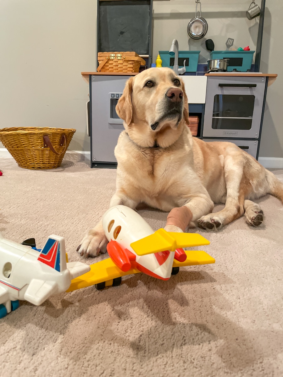 dog in kids room - Whats New in Food + Life