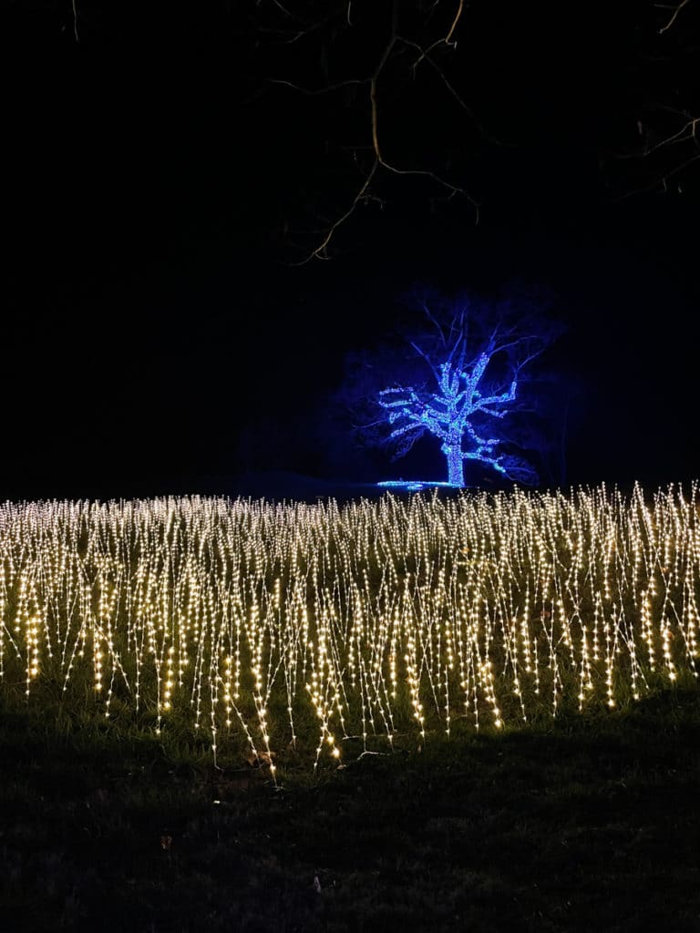 Winter Wander Trail Of Lights