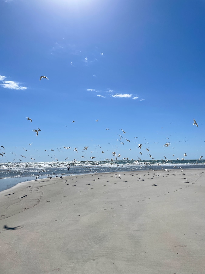 Shore Is Beautiful in Bald Head Shore Is Beautiful in Bald Head