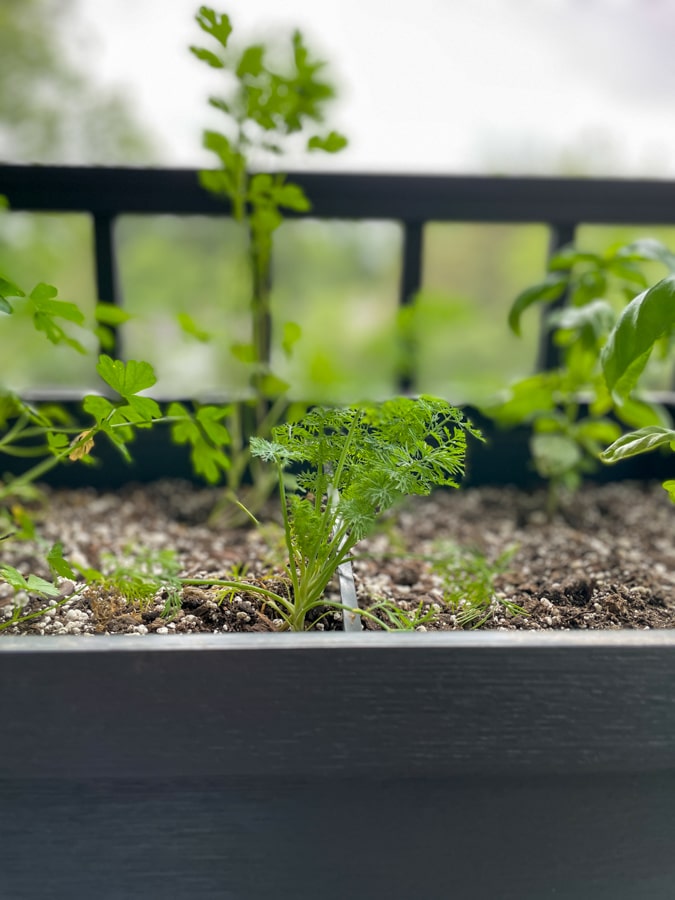 growing dill herbs at home growing dill herbs at home