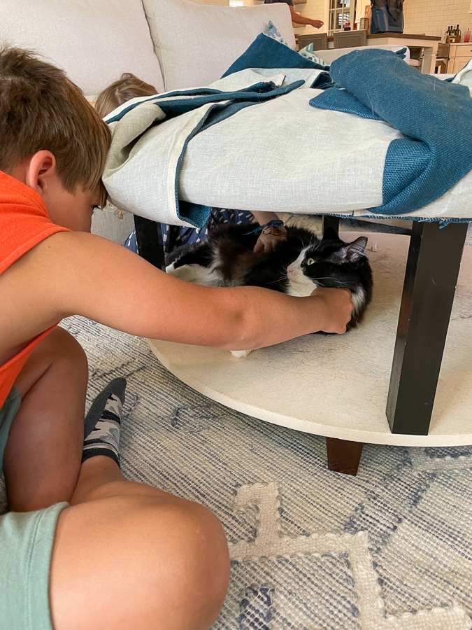 Boy playing with cat Boy playing with cat - Weekend in Charlotte