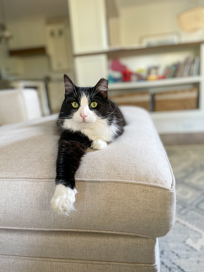 house cat house cat