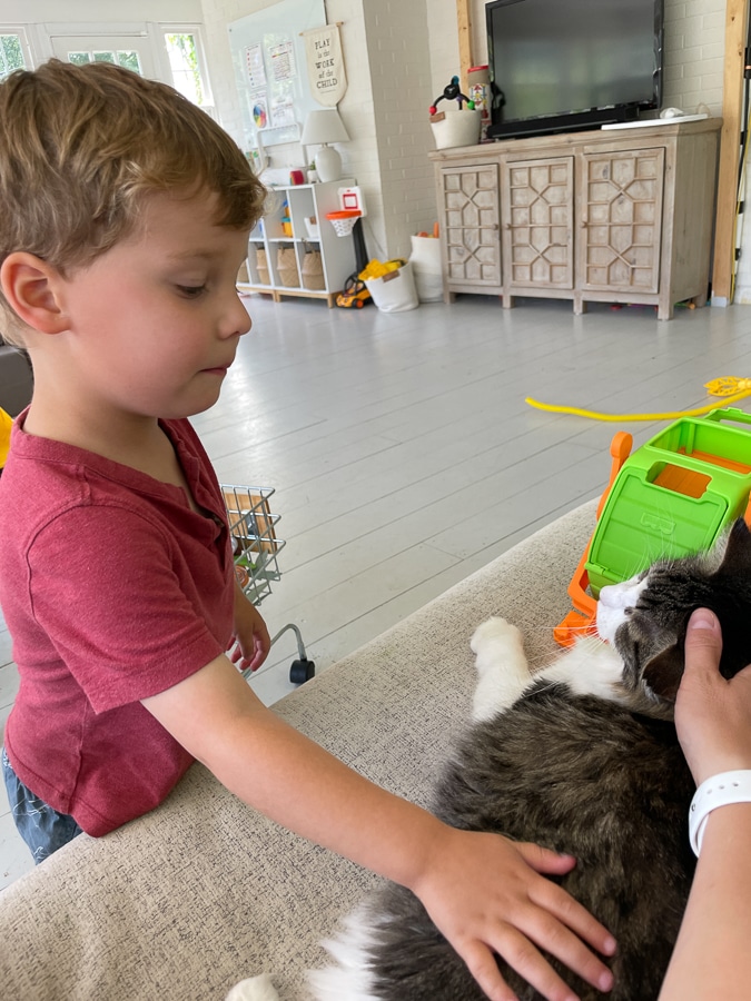 Little boy petting cat Little boy petting cat