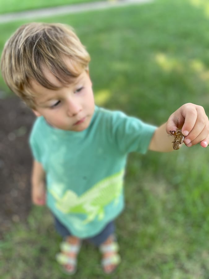 child holding cicada shells child holding cicada shells