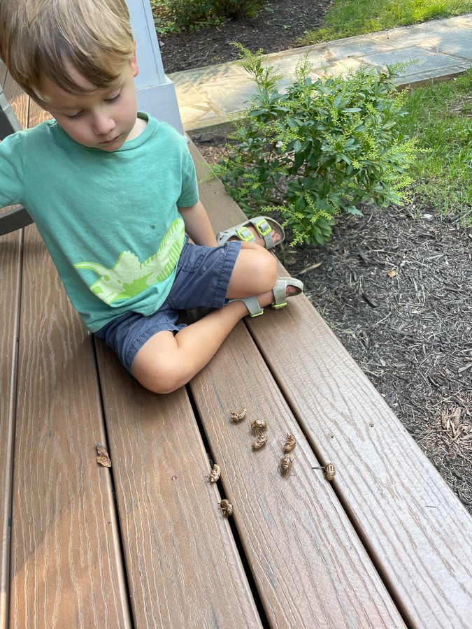 child playing with cicada shells child playing with cicada shells | Those End Of Summer Blues