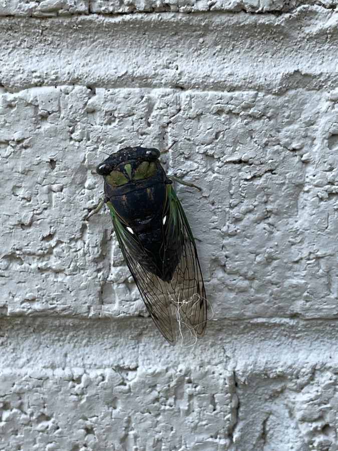 cicada on the wall cicada on the wall