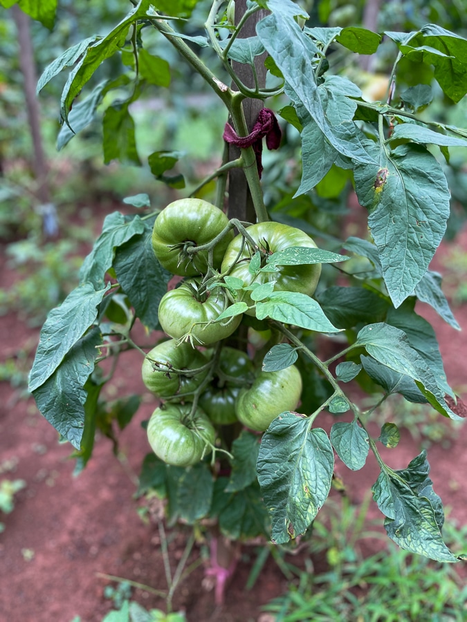 gardening at home