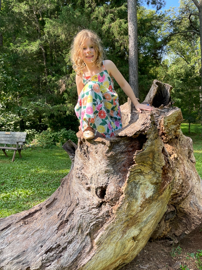giant poplar trunk Cousin Weekend