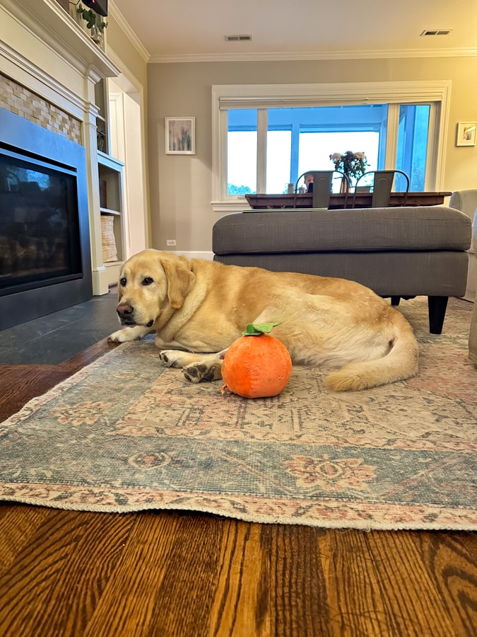 Gussie dog with pumpkin Gussie dog with pumpkin | all about autumn