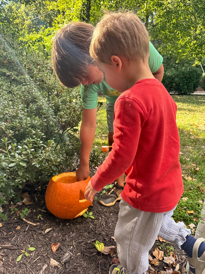 little boys carving pumpkins little boys carving pumpkins