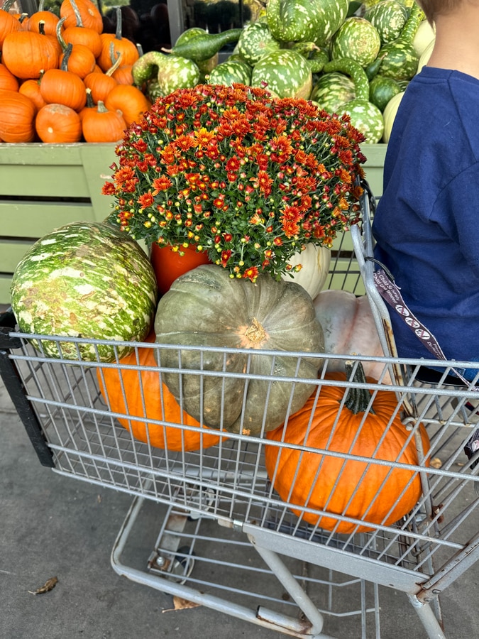 pumpkins and burnt orange mums pumpkins and burnt orange mums in shopping cart
