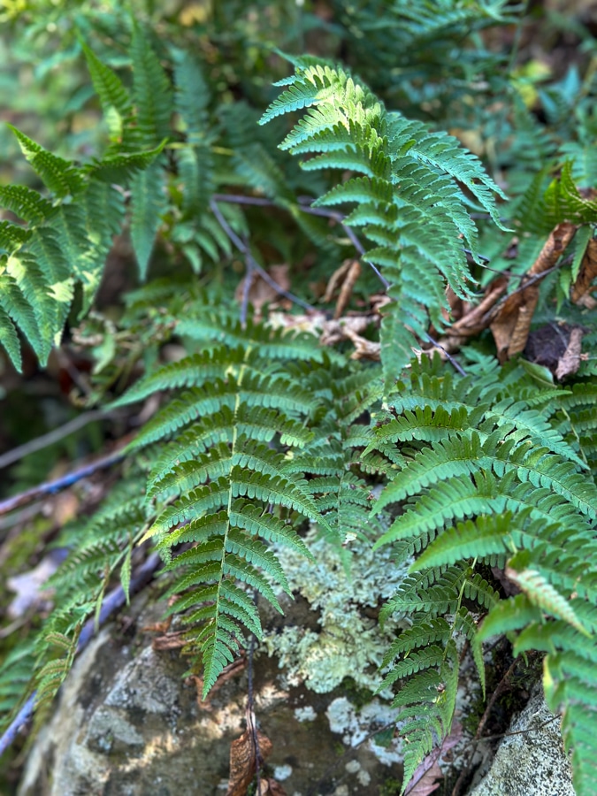 Fall Solstice with Ferns Fall Solstice with Ferns