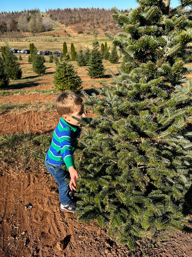 Market at Grelen tree shopping