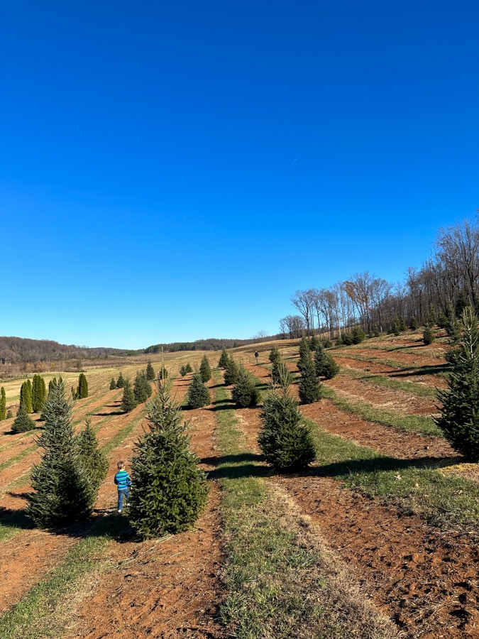 Market at Grelen tree shopping