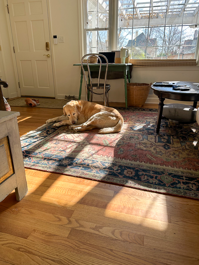 house dog Cottage Living house dog Cottage Living