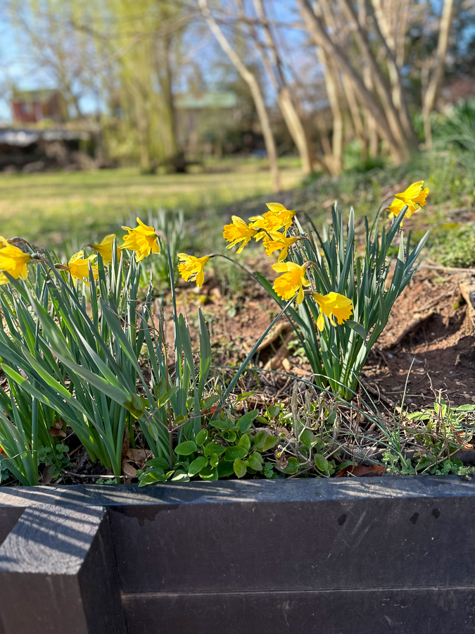 few flowers near end of winter