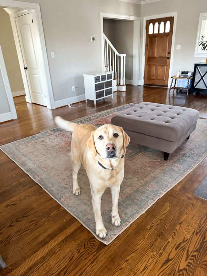 house dog house dog
