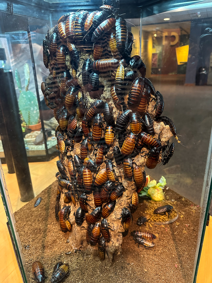 Insectarium roaches Insectarium roaches