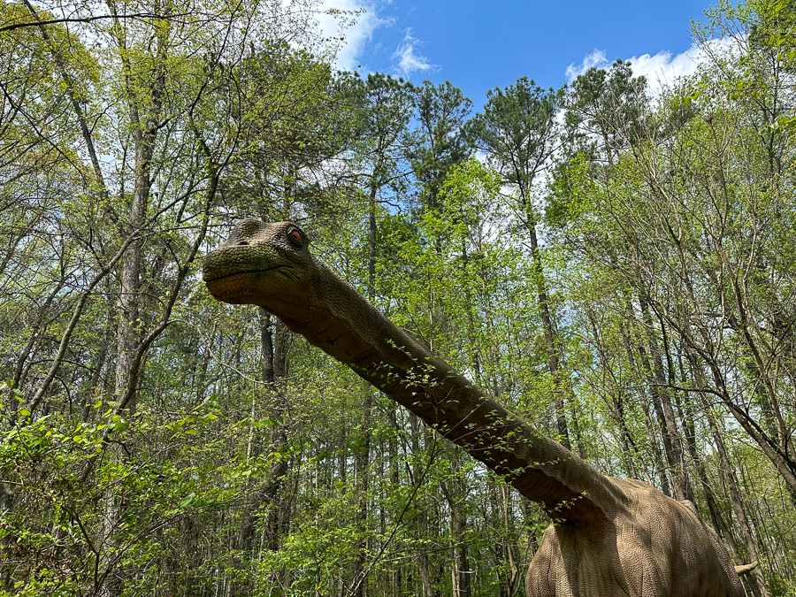 brontosaurus
