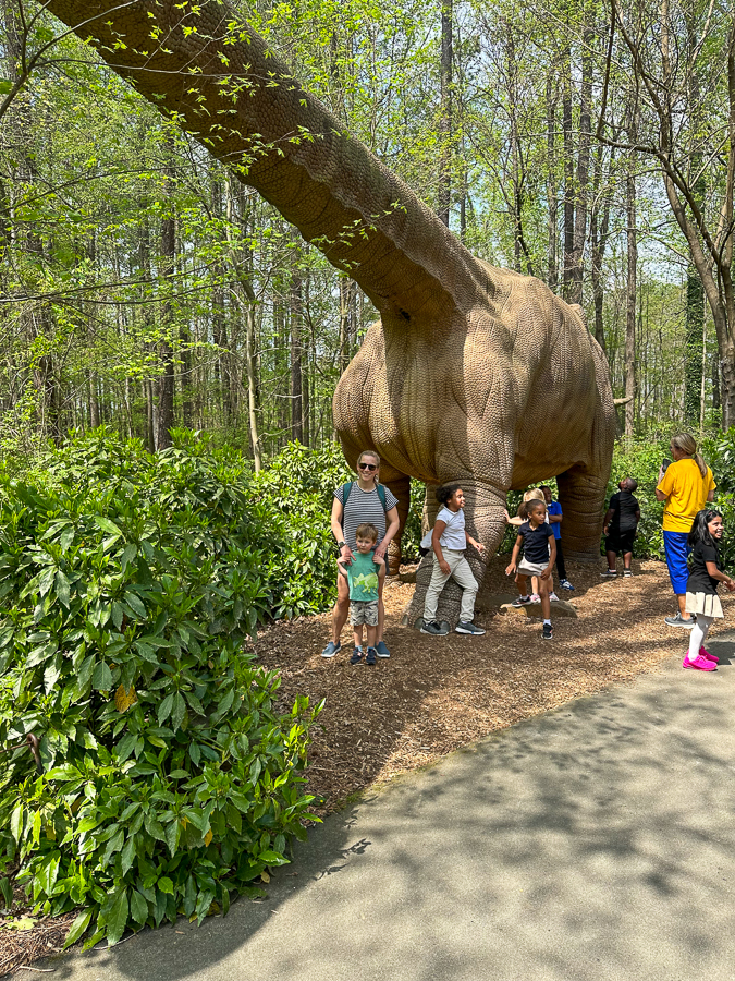 Museum of Life and Science brontosaurus Museum of Life and Science brontosaurus