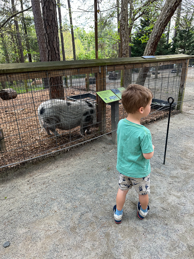 potbelly pig potbelly pig