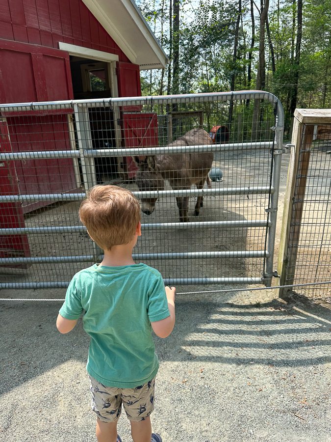Museum of Life and Science The Farmyard