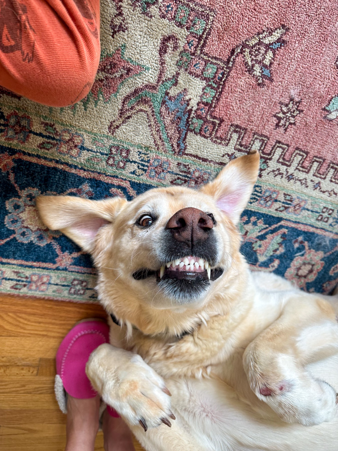 happy dog happy dog