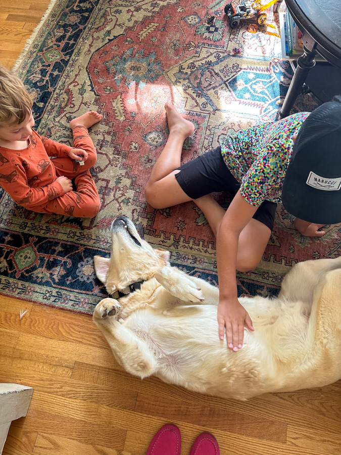 dog belly rubs dog belly rubs