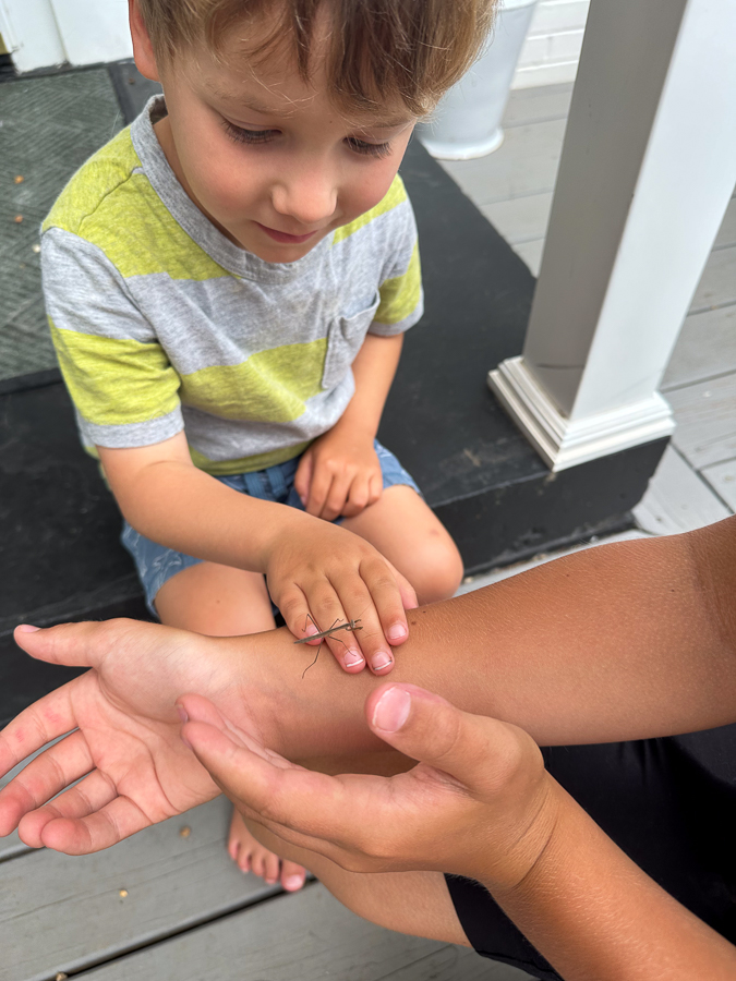 praying mantis Mommy Camp