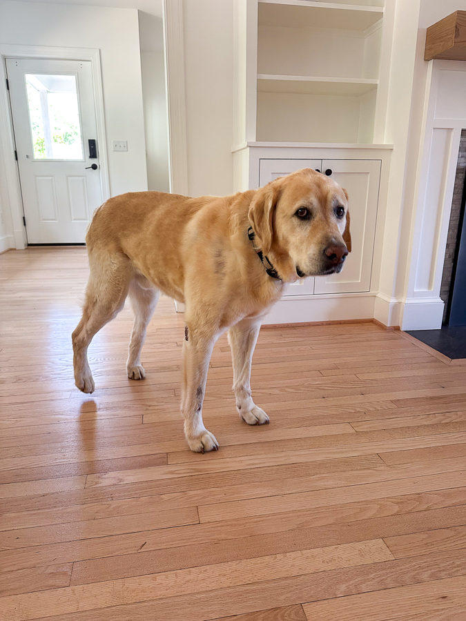 Gus is home