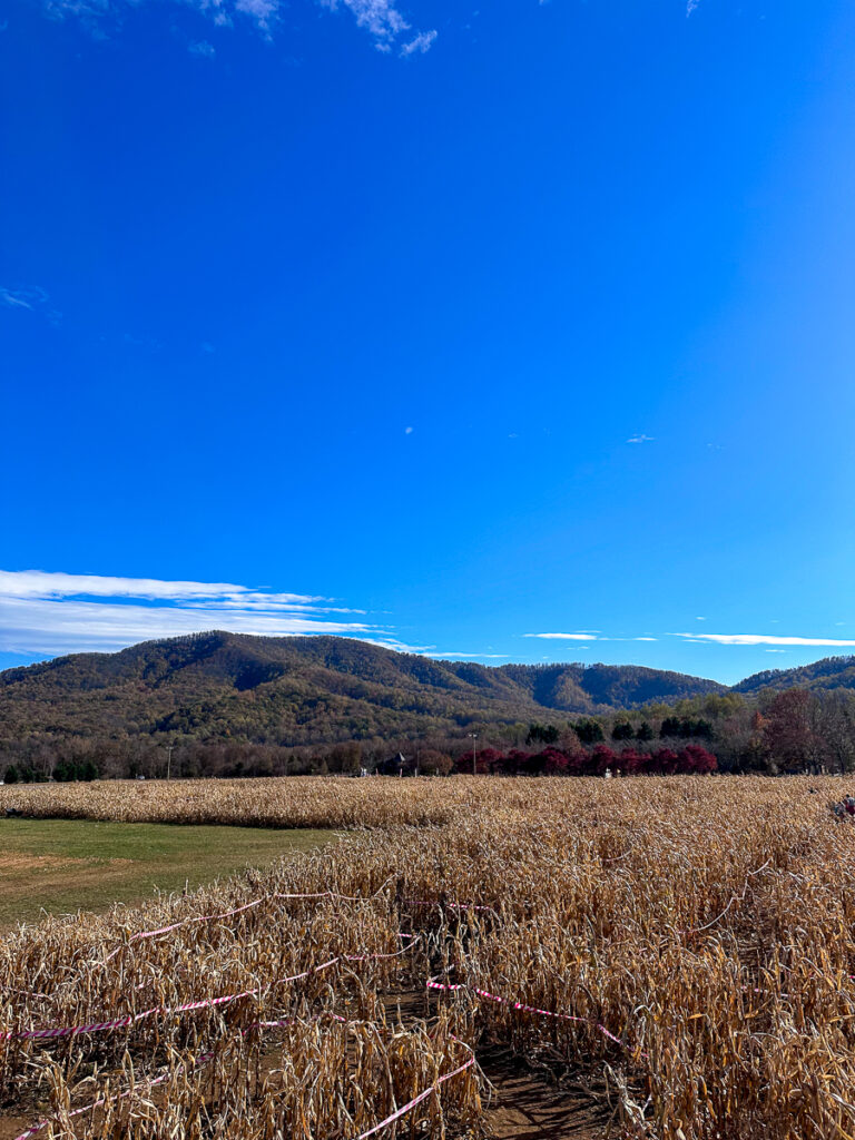 corn maze Blue Ridge Mountain Maze