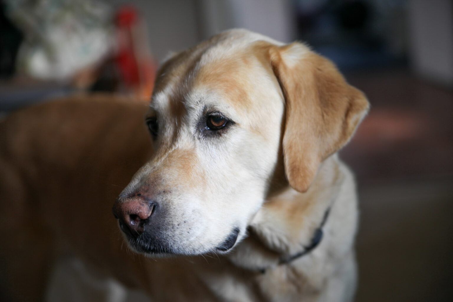 handsome dog handsome dog