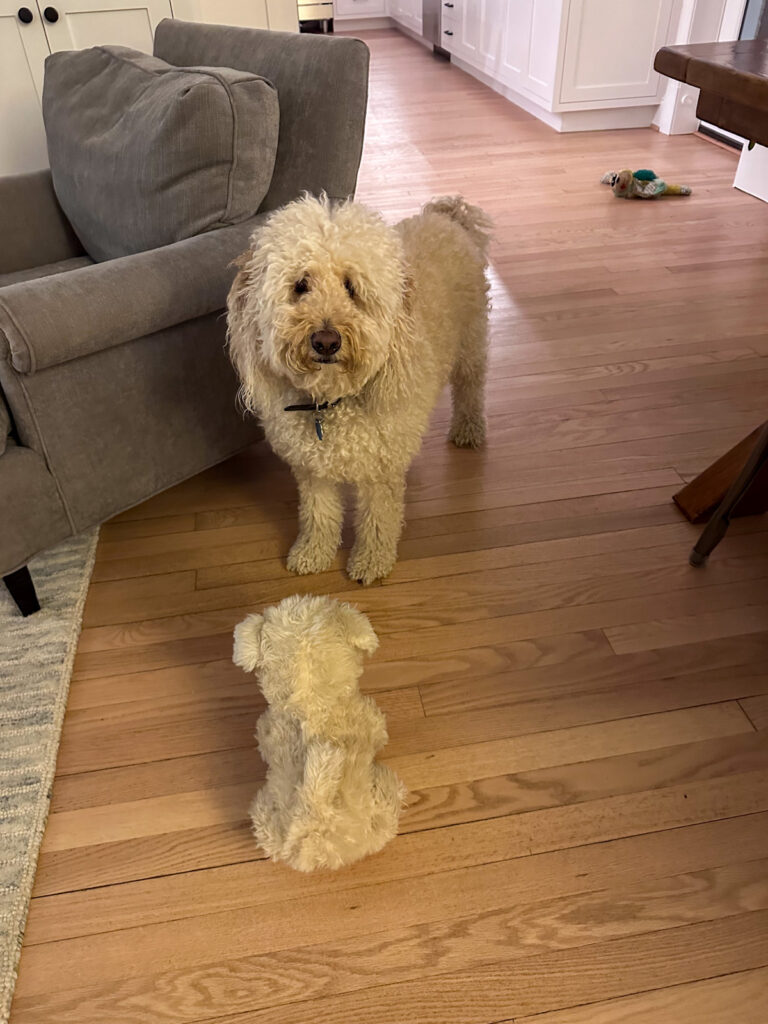 Charlie dog and plushie Charlie dog and plushie