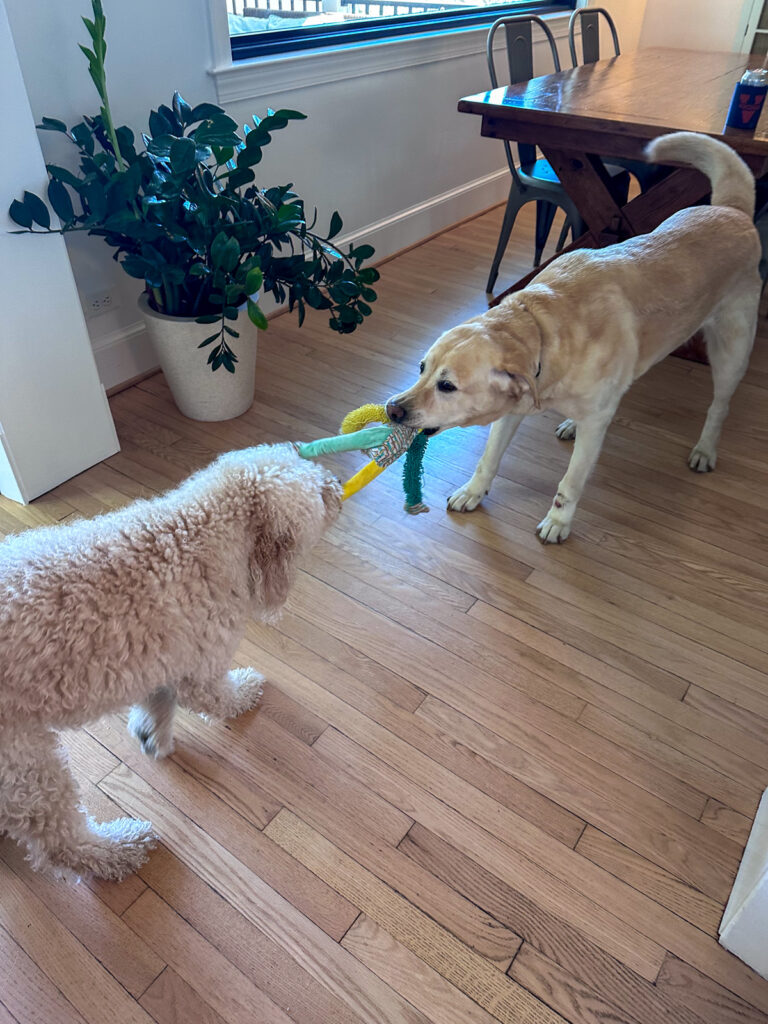 Charlie dog visit Charlie dog visit