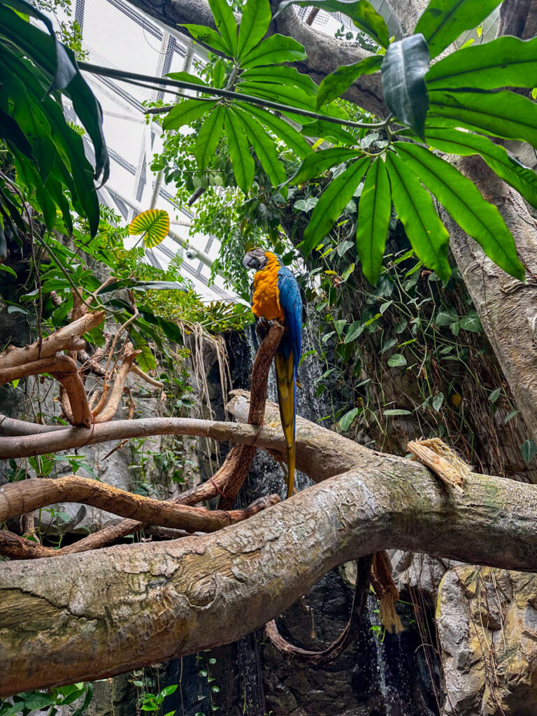 Kath Eats Blogger Kath Younger in photo: a parrot resting on a tree Kath Eats Blogger Kath Younger in photo: a parrot resting on a tree