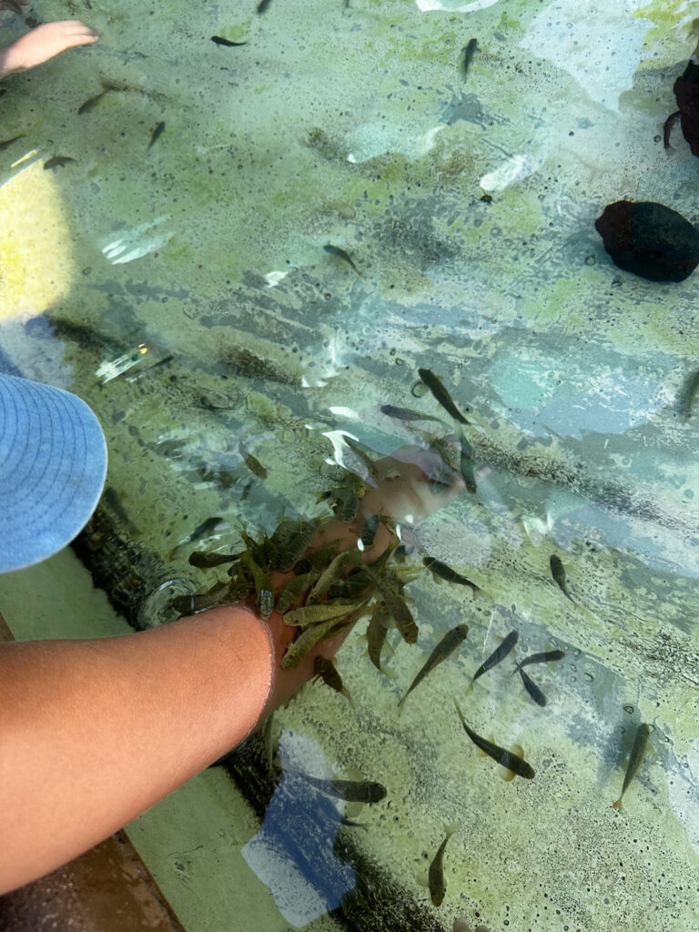 Nibble Fish Nibble Fish | California Summer Part II