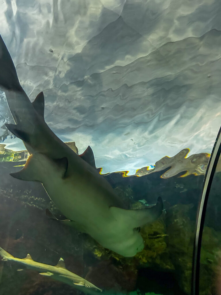 tunnel of sharks