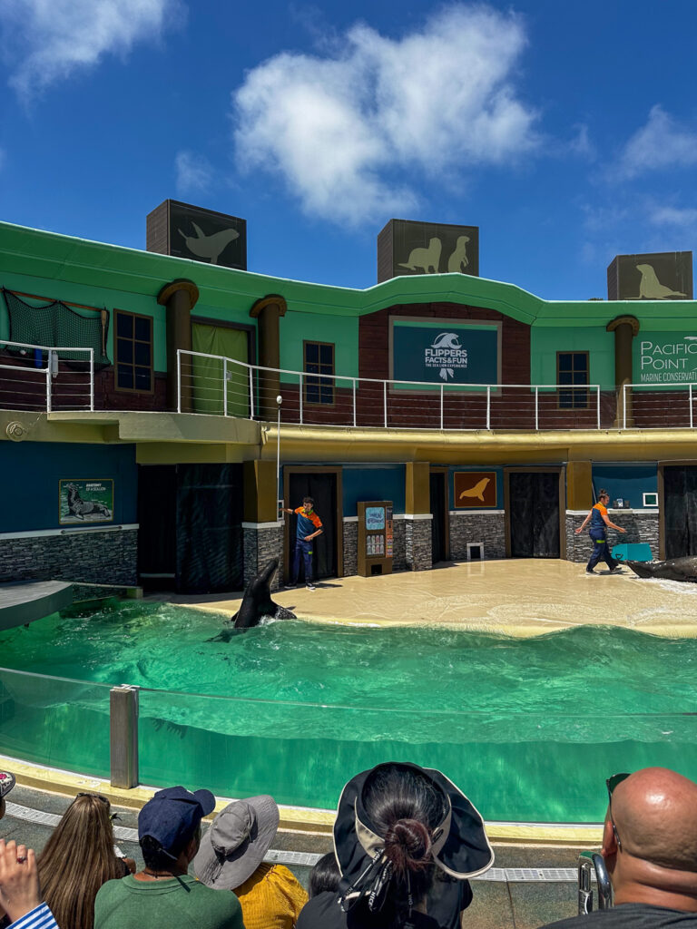 sea lion show California sea lion show California Summer Part II