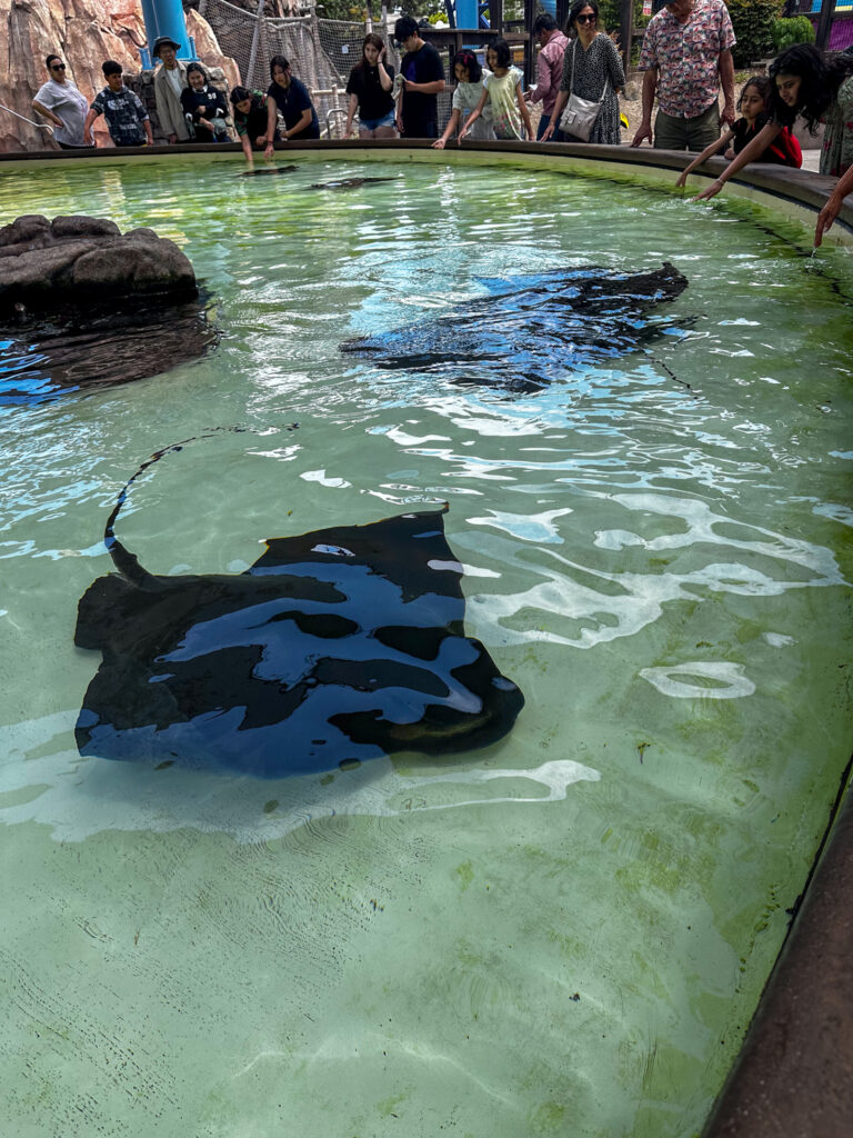 touching sting ray touching sting ray