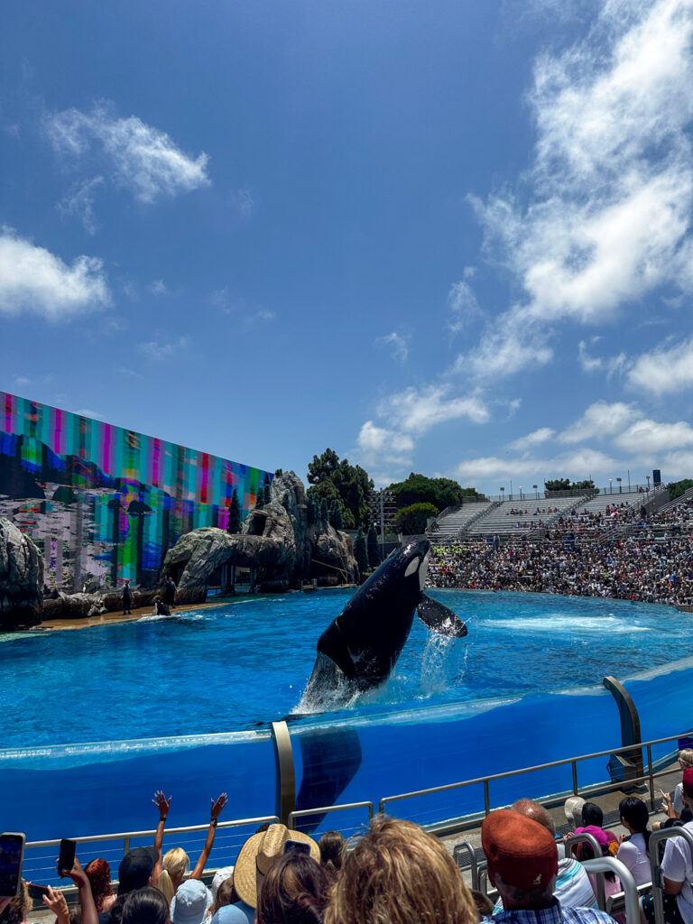 The Orca Show