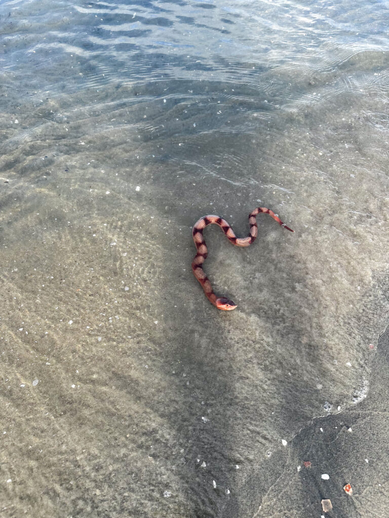 rubber snake rubber snake | California Summer Part II
