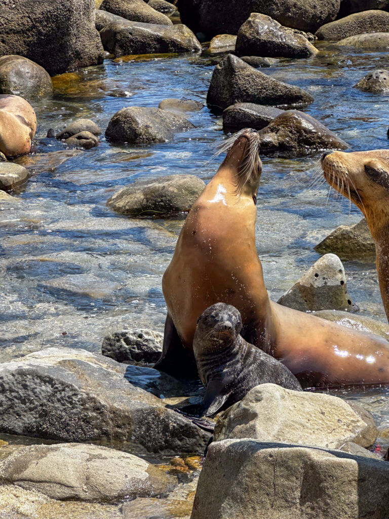 La Jolla Cove sea lions summer La Jolla Cove sea lions