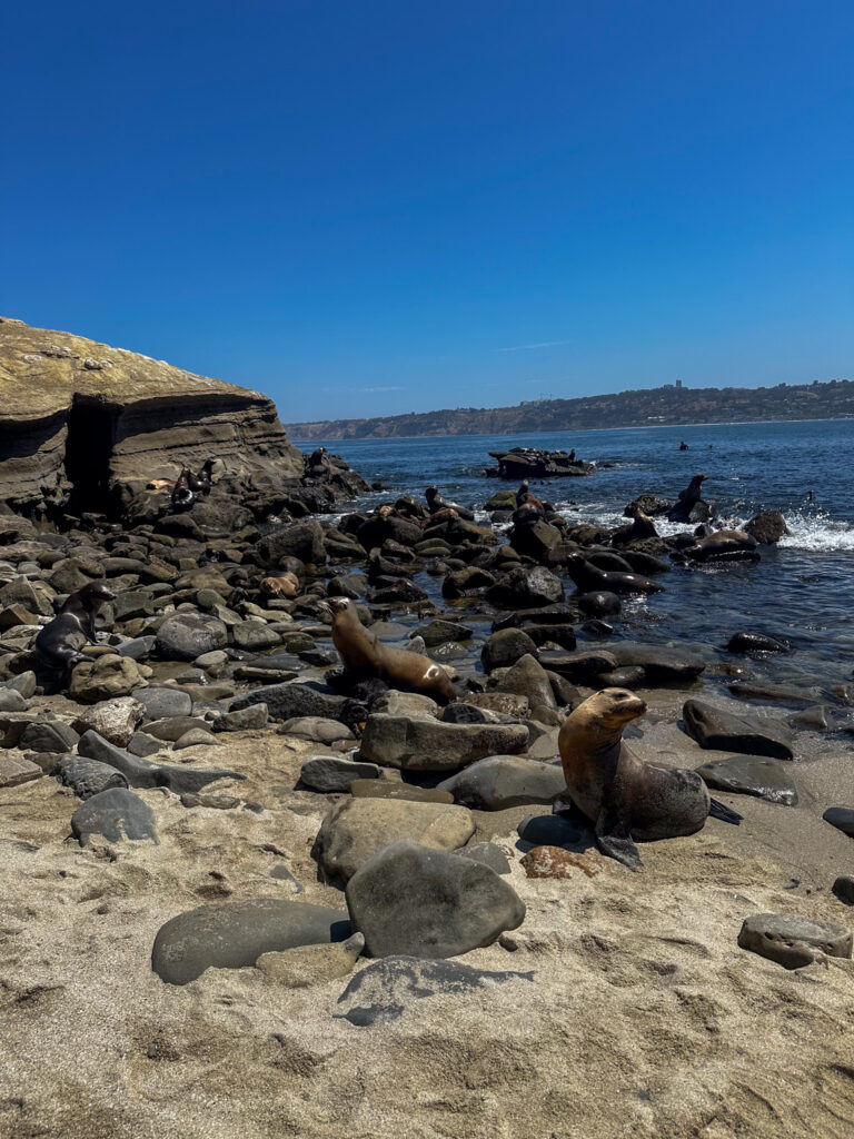 La Jolla Cove sea lions California Summer Part II