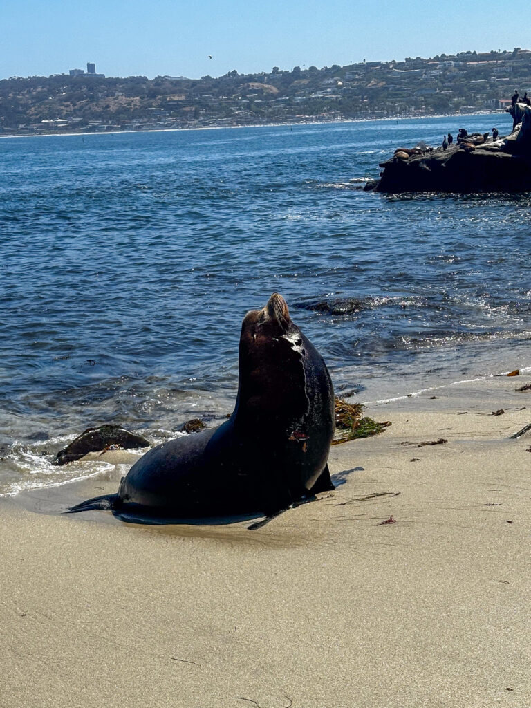 sea lion alpha male sea lion alpha male