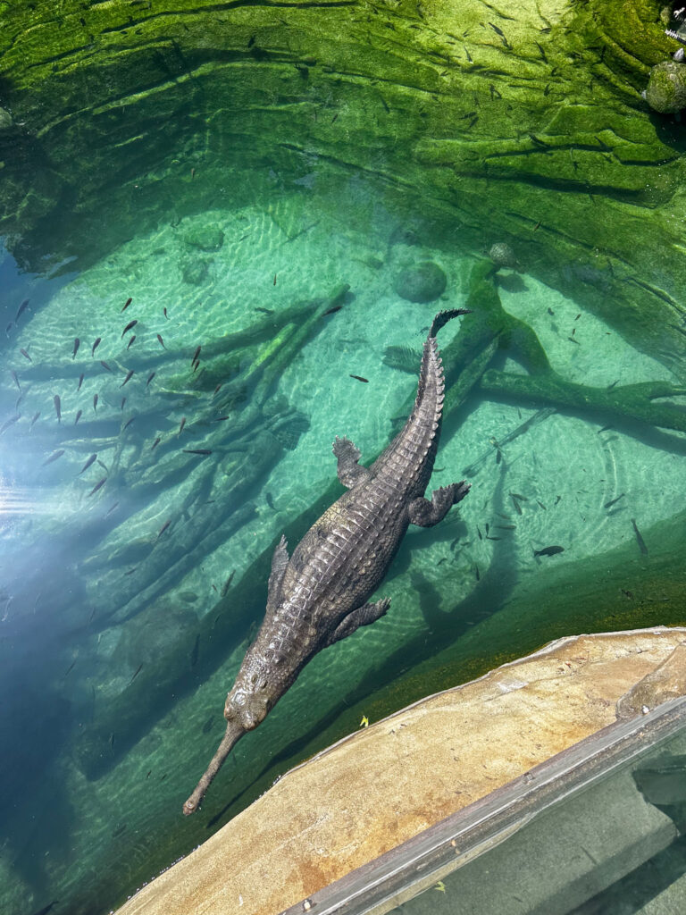 alligator-like gharials alligator-like gharials