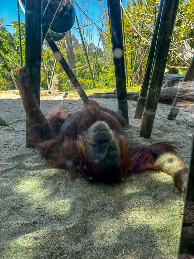 orangutang making eye contact orangutang making eye contact