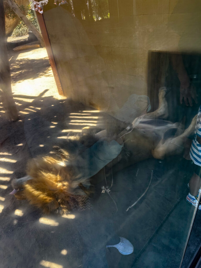 A lion napping A lion napping | California Summer Part I