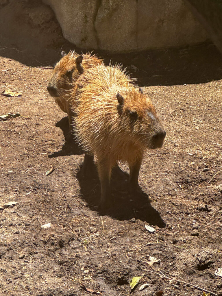 capybaras capybaras